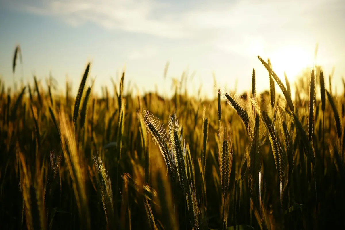 Wheat field backlit by a low sun at sunset