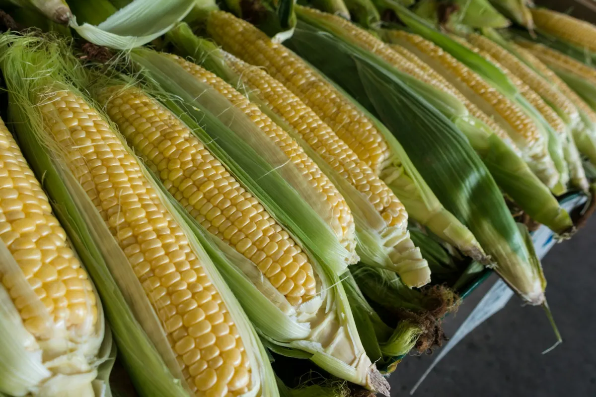 Wholesale yellow maize and feed corn grains loaded for international bulk shipment