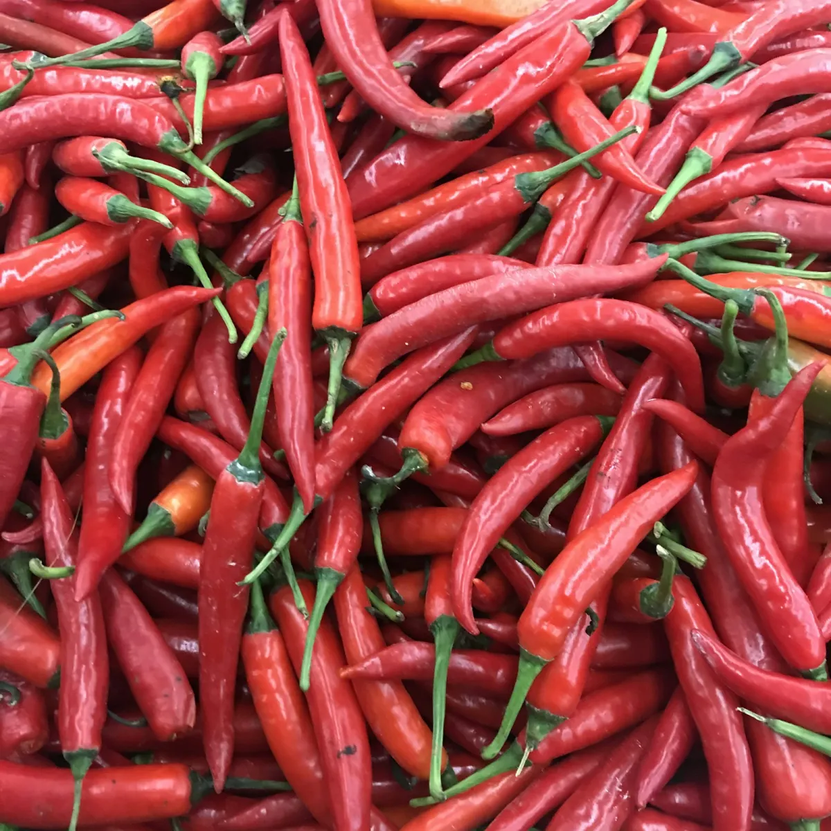 Whole dried red chillies tested aflatoxin-free in bulk jute bags for export