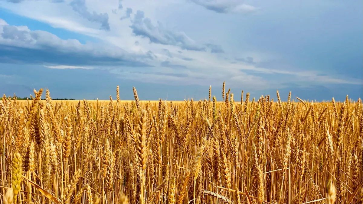 Field of ripe golden wheat under a blue sky with scattered clouds
