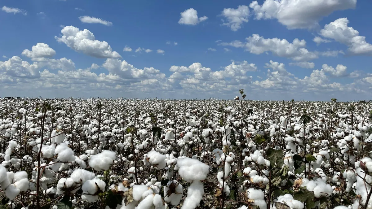 Cotton field with open white bolls under a blue sky
