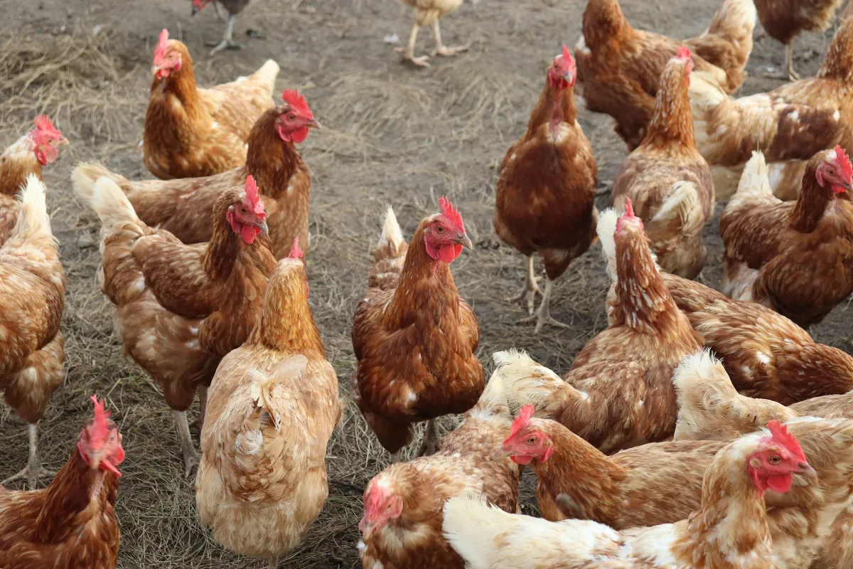 Flock of brown hens on a poultry farm