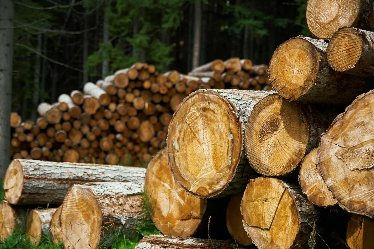 Stacks of felled timber logs at the edge of a conifer forest