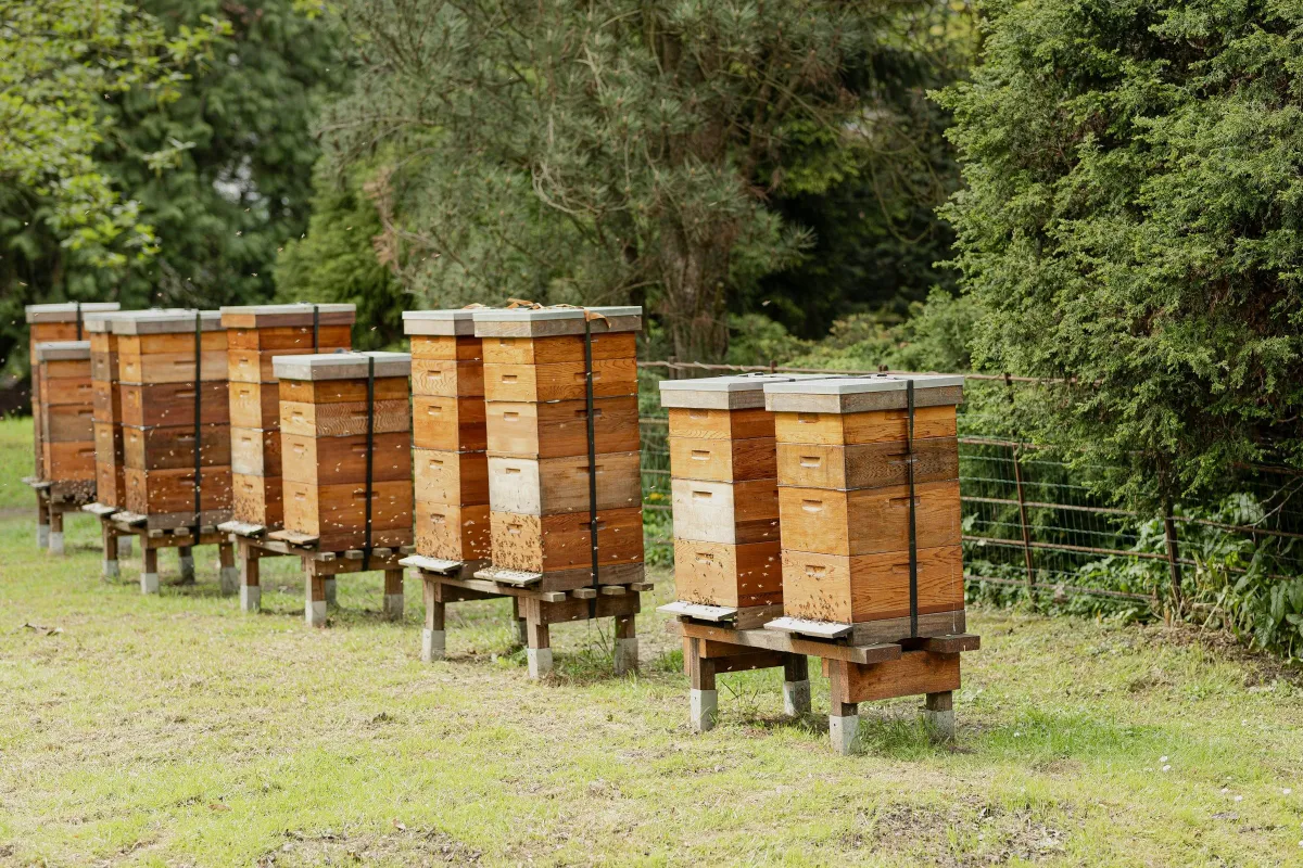 Row of wooden beehives on stands in a grassy apiary