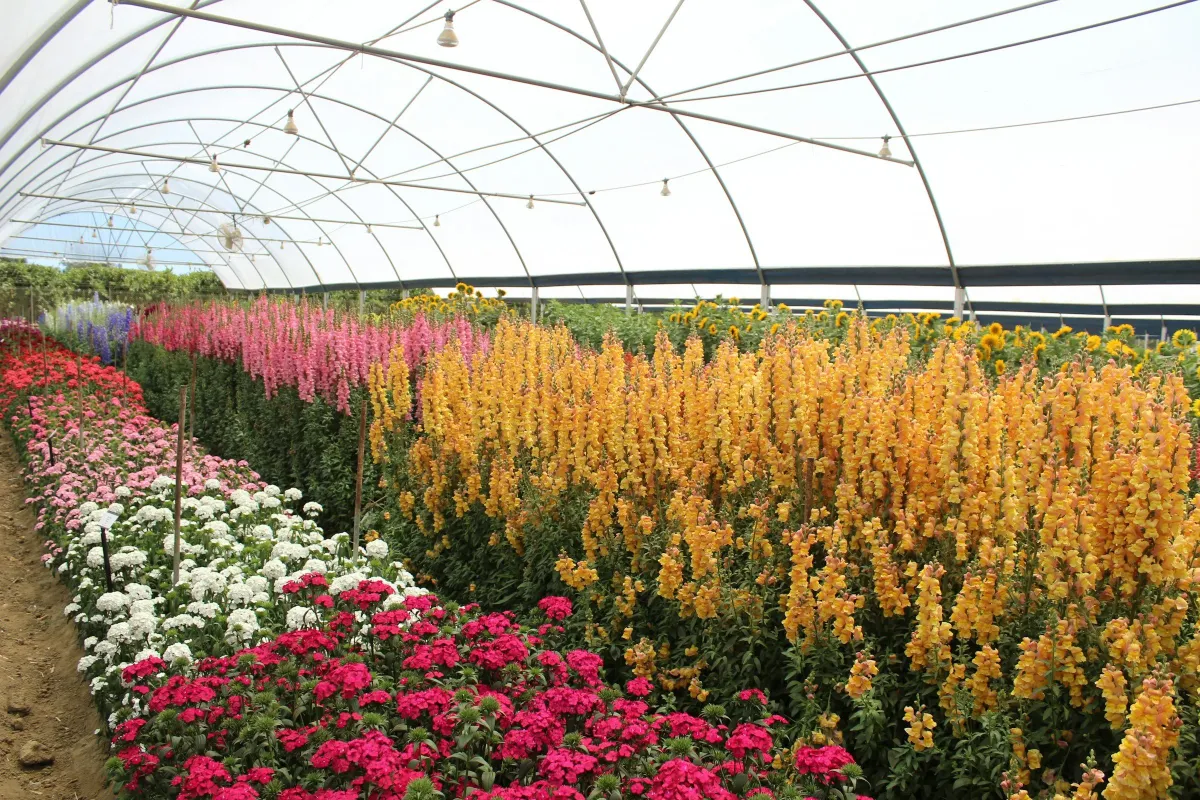 Rows of flowering plants growing in a commercial polytunnel greenhouse