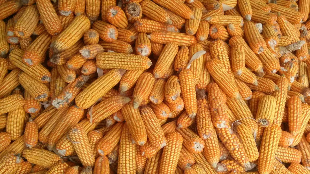 Longgokan tongkol jagung kuning yang kering