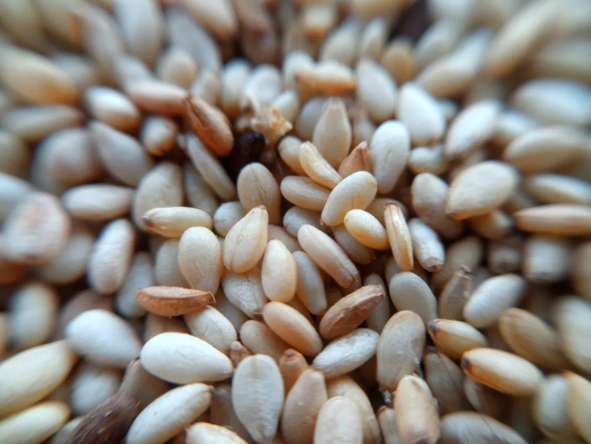 Gambar makro biji bijan putih yang telah dikupas