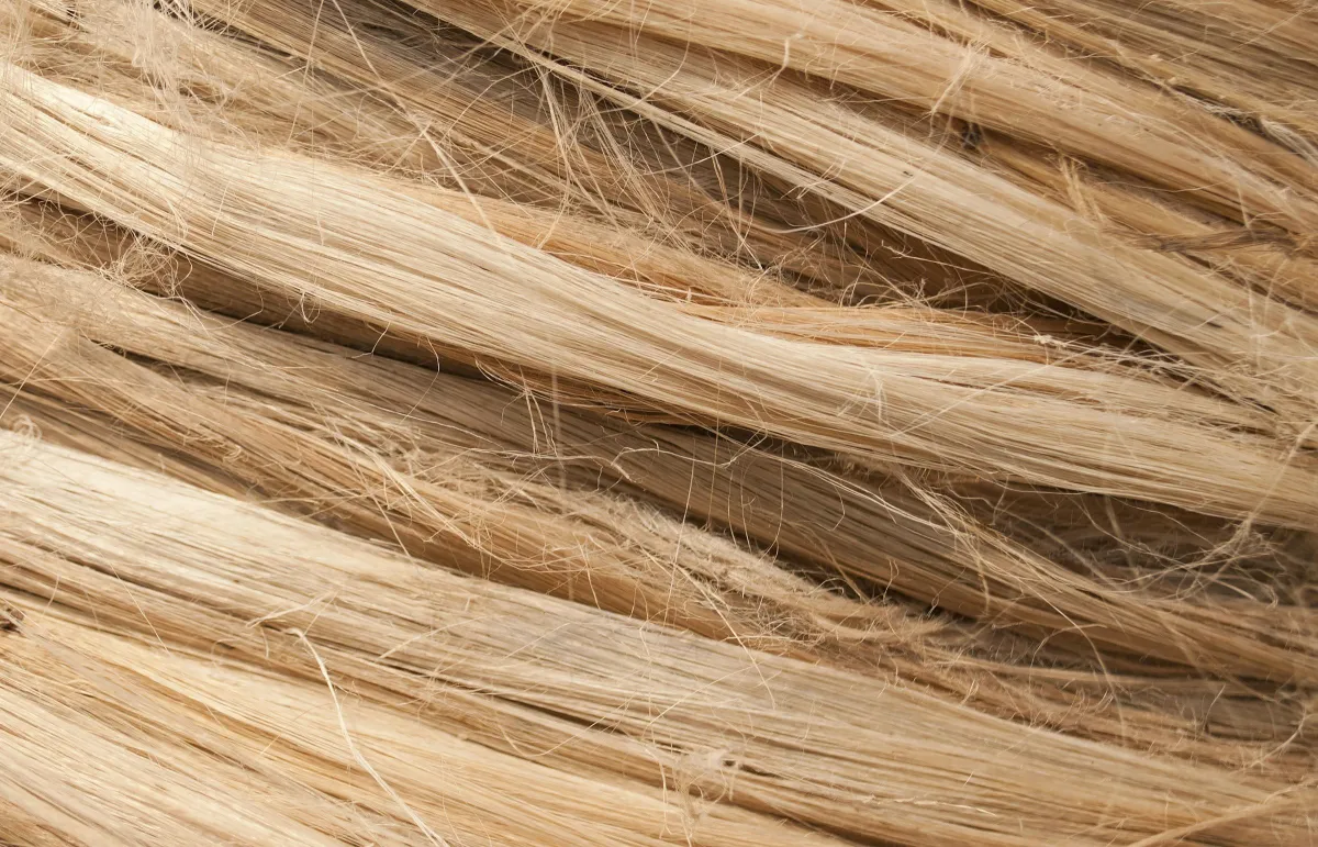 Gambar dekat helaian gentian tumbuhan asli yang panjang berwarna keemasan pucat