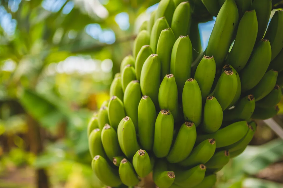 Setandan pisang hijau yang tumbuh pada pokok pisang