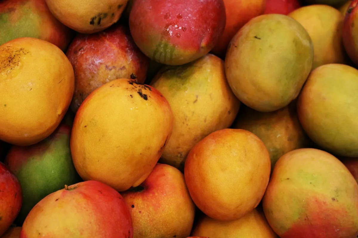 Longgokan mangga masak berwarna kuning dan merah