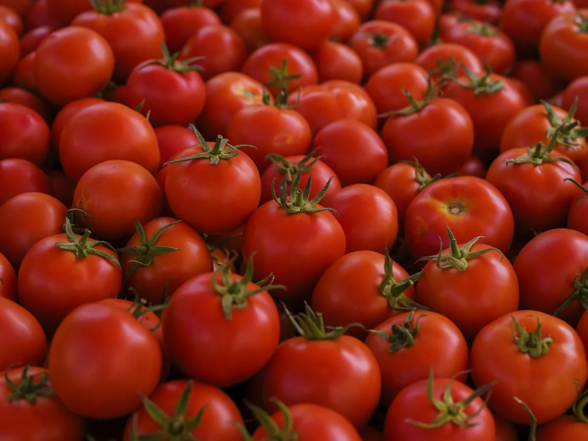 Longgokan tomato merah masak yang segar