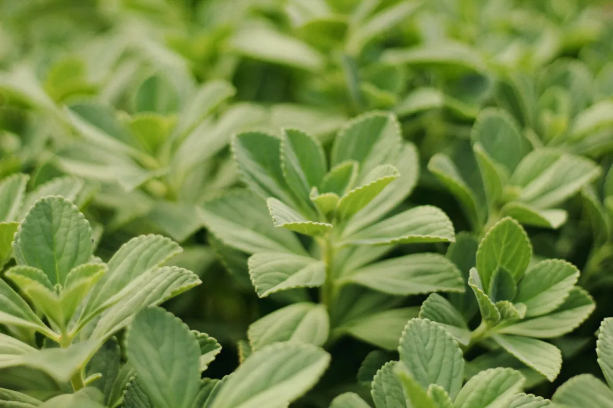 Gambar dekat tumbuhan herba berdaun hijau dengan daun bergerigi