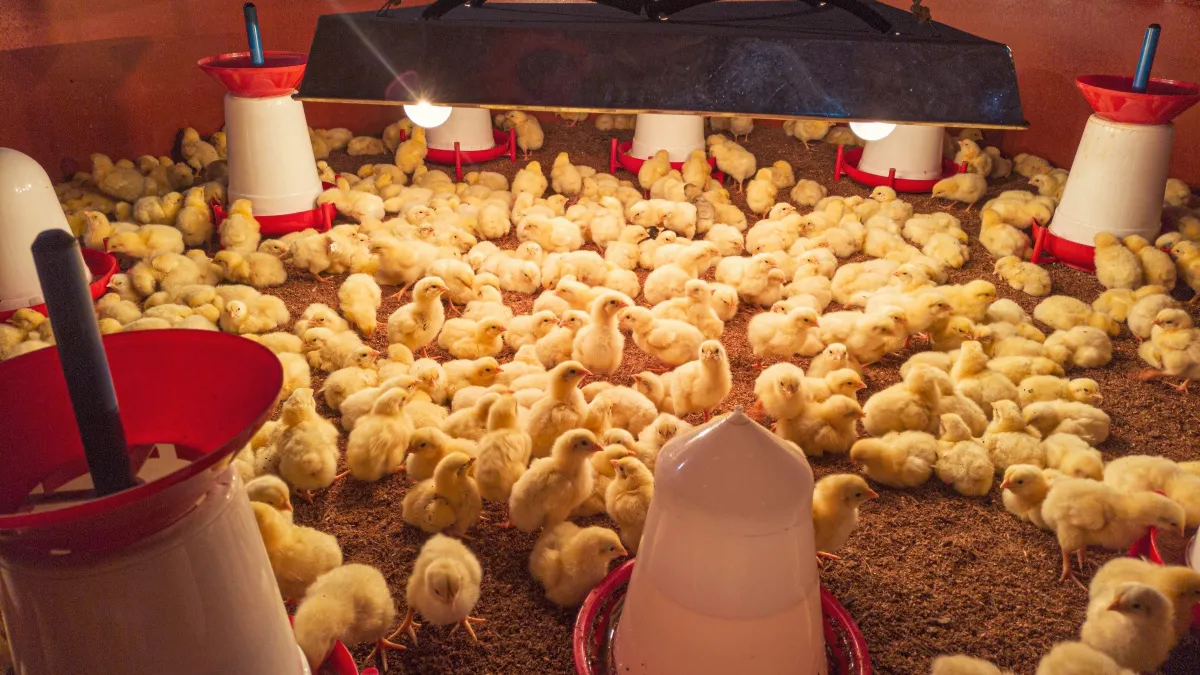 Anak ayam pedaging dengan bekas makanan dan minuman di bawah lampu pemanas di dalam reban