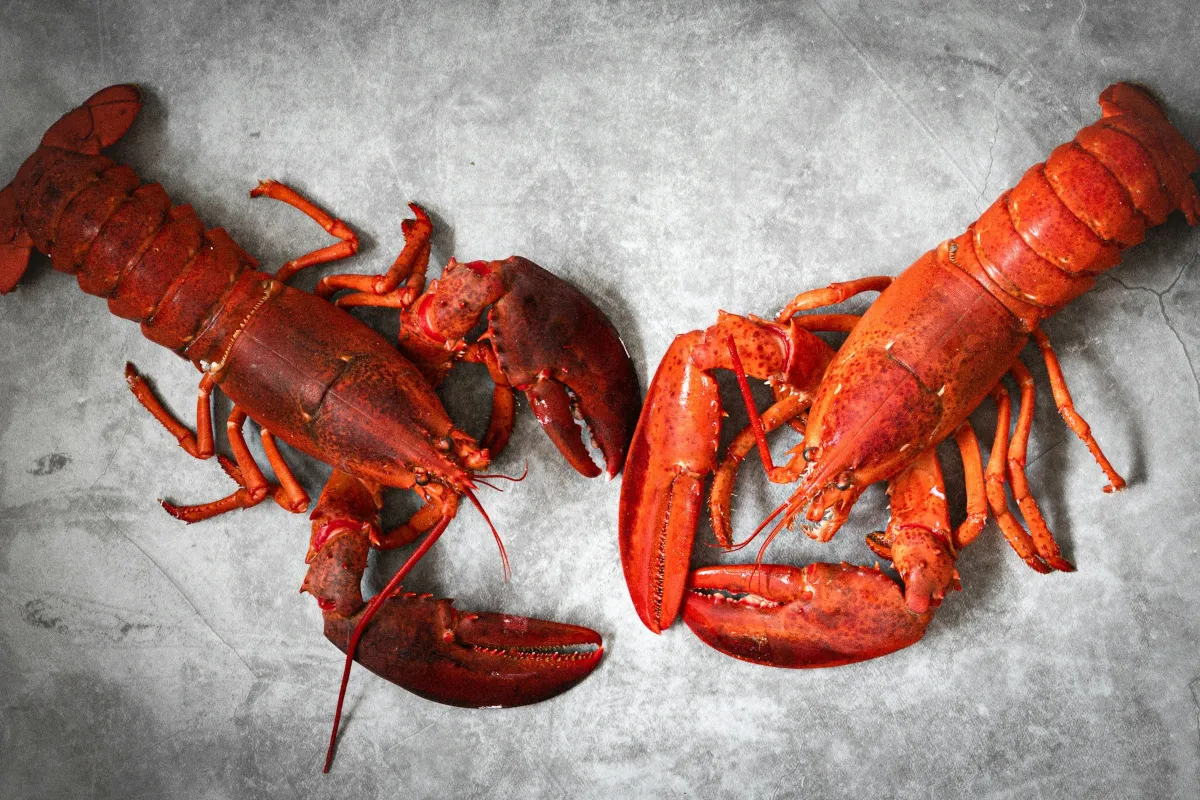 Dua ekor udang karang merah di atas permukaan batu kelabu