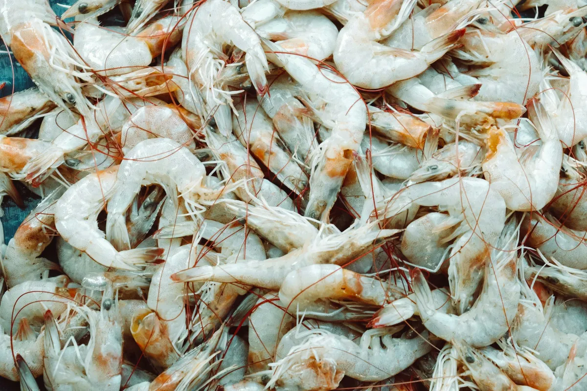 Longgokan udang putih mentah yang segar