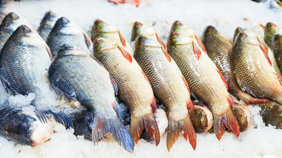 Sebaris ikan segar yang utuh di atas ais hancur