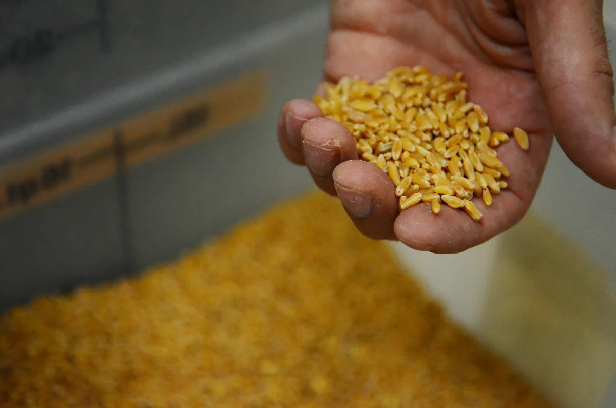 Hand holding a sample of durum wheat grains above a bulk pile